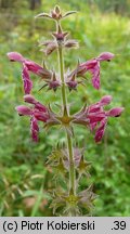 Stachys sylvatica (czyściec leśny)