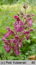 Stachys sylvatica (czyściec leśny)