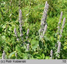 Stachys germanica (czyściec kosmaty)