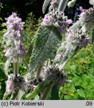 Stachys germanica (czyściec kosmaty)