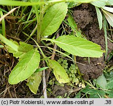 Senecio aquaticus