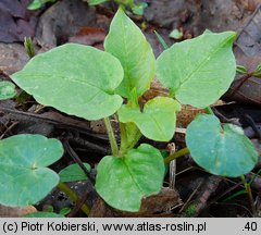 Stellaria nemorum (gwiazdnica gajowa)