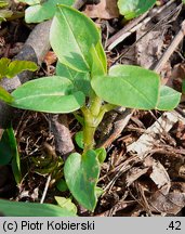 Stellaria nemorum (gwiazdnica gajowa)