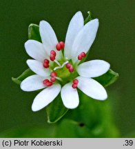 Stellaria neglecta (gwiazdnica zaniedbana)