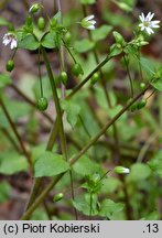 Stellaria neglecta (gwiazdnica zaniedbana)