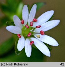 Stellaria neglecta (gwiazdnica zaniedbana)