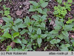 Stellaria nemorum (gwiazdnica gajowa)