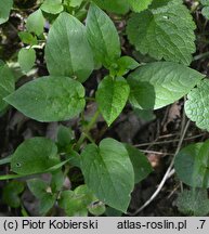 Stellaria nemorum (gwiazdnica gajowa)