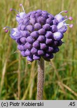 Succisa pratensis (czarcikęs łąkowy)