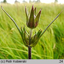 Succisa pratensis (czarcikęs łąkowy)