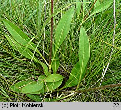 Succisa pratensis (czarcikęs łąkowy)