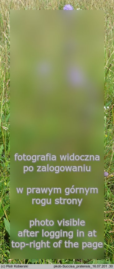 Succisa pratensis (czarcikęs łąkowy)