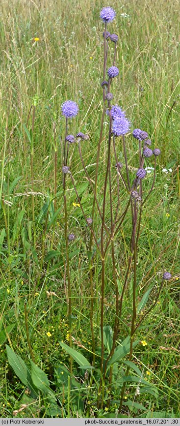 Succisa pratensis (czarcikęs łąkowy)