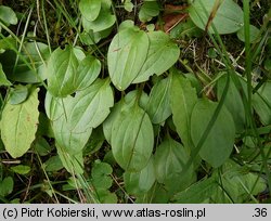 Swertia perennis ssp. alpestris (niebielistka trwała alpejska)