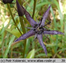 Swertia perennis ssp. alpestris (niebielistka trwała alpejska)