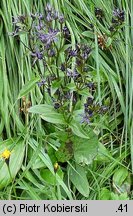 Swertia perennis ssp. alpestris (niebielistka trwała alpejska)