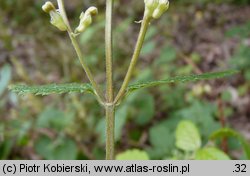 Teucrium scorodonia (ożanka nierównoząbkowa)