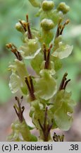 Teucrium scorodonia (ożanka nierównoząbkowa)