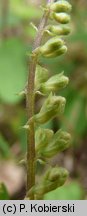 Teucrium scorodonia (ożanka nierównoząbkowa)