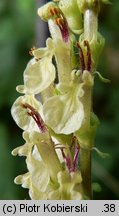 Teucrium scorodonia (ożanka nierównoząbkowa)