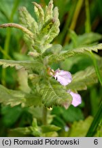 Teucrium scordium (ożanka czosnkowa)