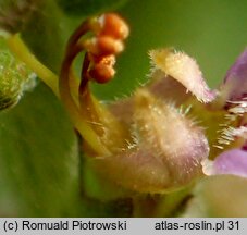 Teucrium scordium (ożanka czosnkowa)