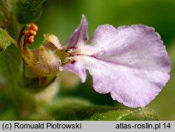 Teucrium scordium (ożanka czosnkowa)