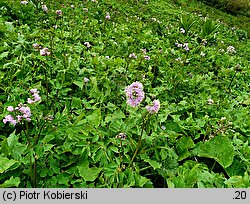 Thalictrum aquilegiifolium (rutewka orlikolistna)