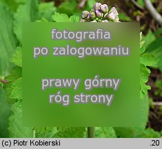 Thalictrum aquilegiifolium (rutewka orlikolistna)