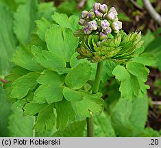 Thalictrum aquilegiifolium (rutewka orlikolistna)