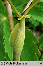 Thalictrum aquilegiifolium (rutewka orlikolistna)