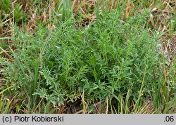 Thalictrum lucidum (rutewka wąskolistna)