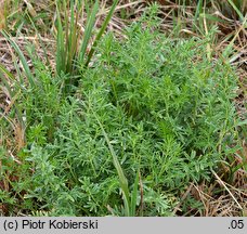 Thalictrum lucidum (rutewka wąskolistna)