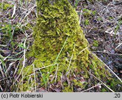 Thuidium tamariscinum (tujowiec tamaryszkowaty)