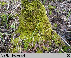 Thuidium tamariscinum (tujowiec tamaryszkowaty)