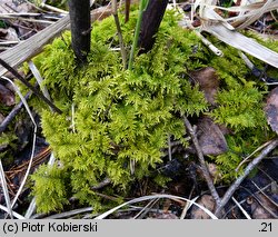 Thuidium tamariscinum (tujowiec tamaryszkowaty)