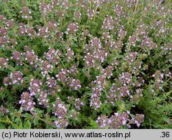 Thymus pulegioides (macierzanka zwyczajna)