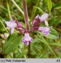 Thymus pulegioides (macierzanka zwyczajna)