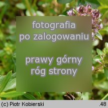 Thymus pulegioides (macierzanka zwyczajna)