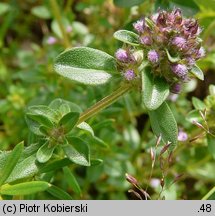 Thymus pulegioides (macierzanka zwyczajna)