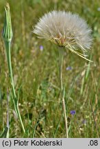 Tragopogon dubius (kozibród wielki)