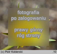 Tragopogon pratensis ssp. minor (kozibród łąkowy mniejszy)