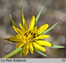 Tragopogon pratensis ssp. minor (kozibród łąkowy mniejszy)