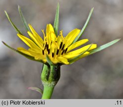 Tragopogon pratensis ssp. minor (kozibród łąkowy mniejszy)