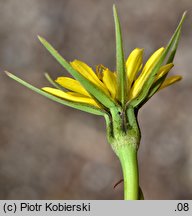 Tragopogon pratensis ssp. minor (kozibród łąkowy mniejszy)