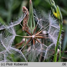 Tragopogon pratensis ssp. minor (kozibród łąkowy mniejszy)