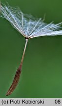 Tragopogon pratensis ssp. minor (kozibród łąkowy mniejszy)