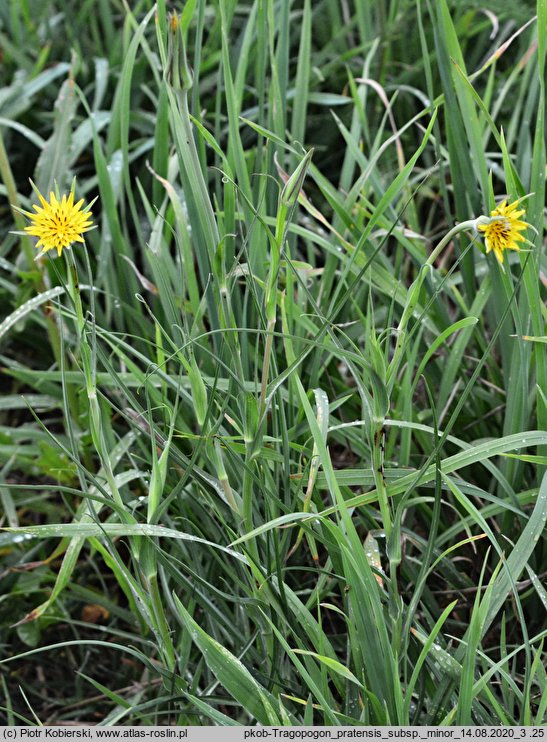 Tragopogon pratensis ssp. minor (kozibród łąkowy mniejszy)