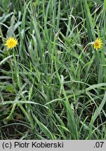 Tragopogon pratensis ssp. minor (kozibród łąkowy mniejszy)