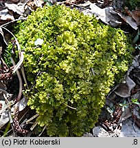 Trichocolea tomentella (rzęsienica kutnerowata)